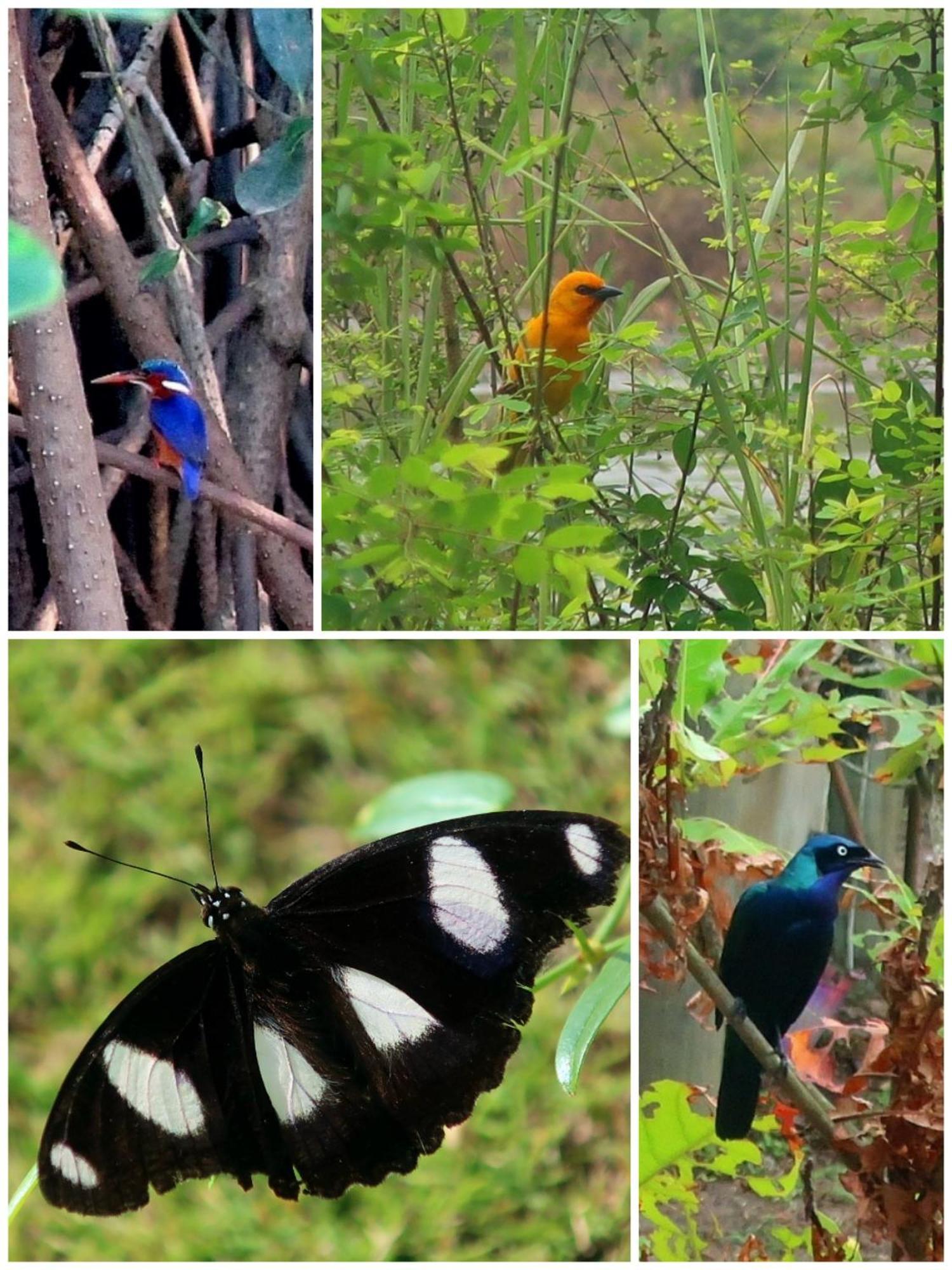 Afro Beach Eco Resort Butre ภายนอก รูปภาพ